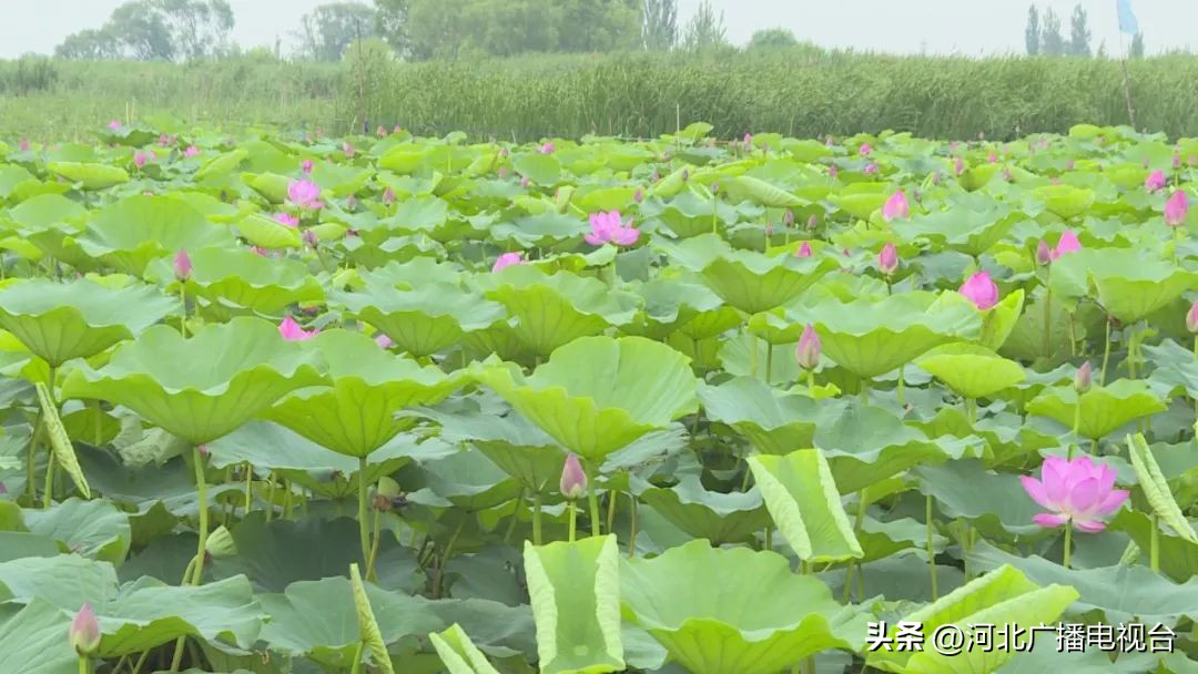 今日的白洋淀视频,现在白洋淀的情况