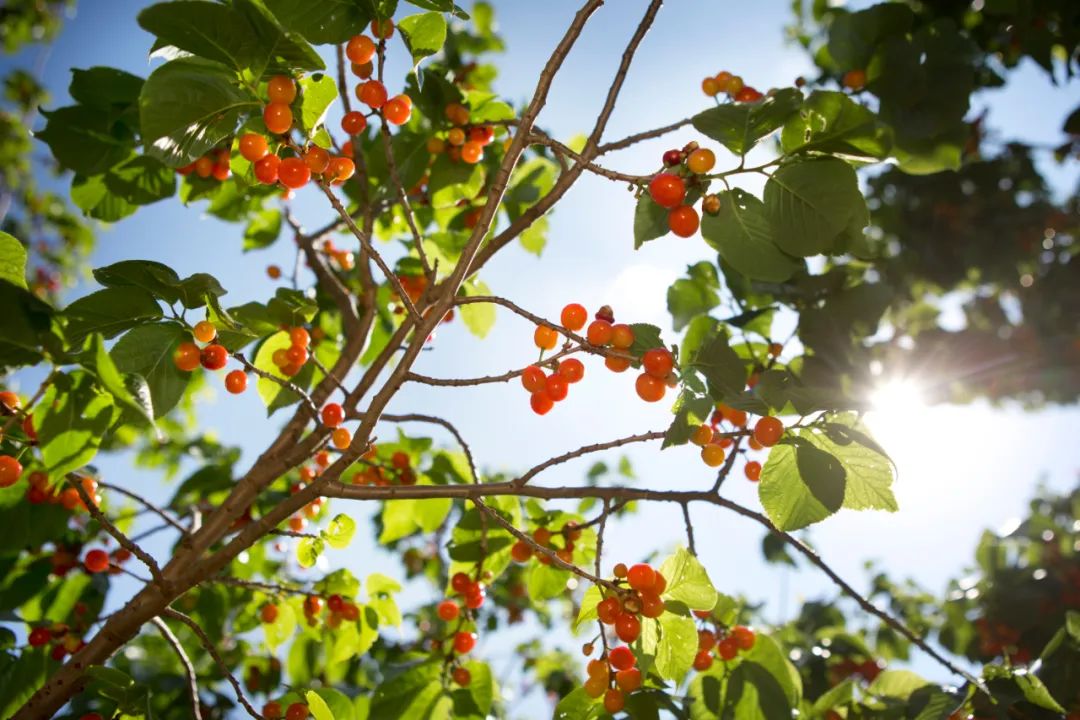 昆明今年樱桃采摘,新鲜樱桃上市