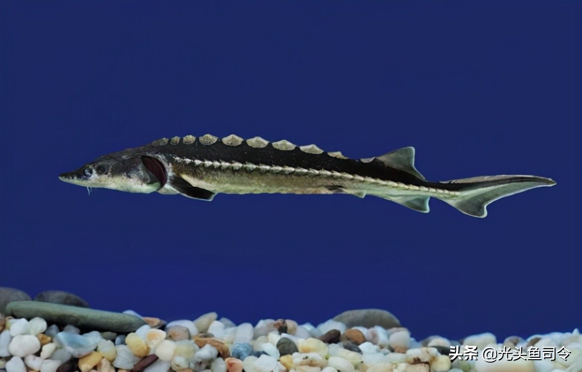 钓鱼钓到保护鱼种放了违法吗,钓鱼犯法的鱼类有哪些种类