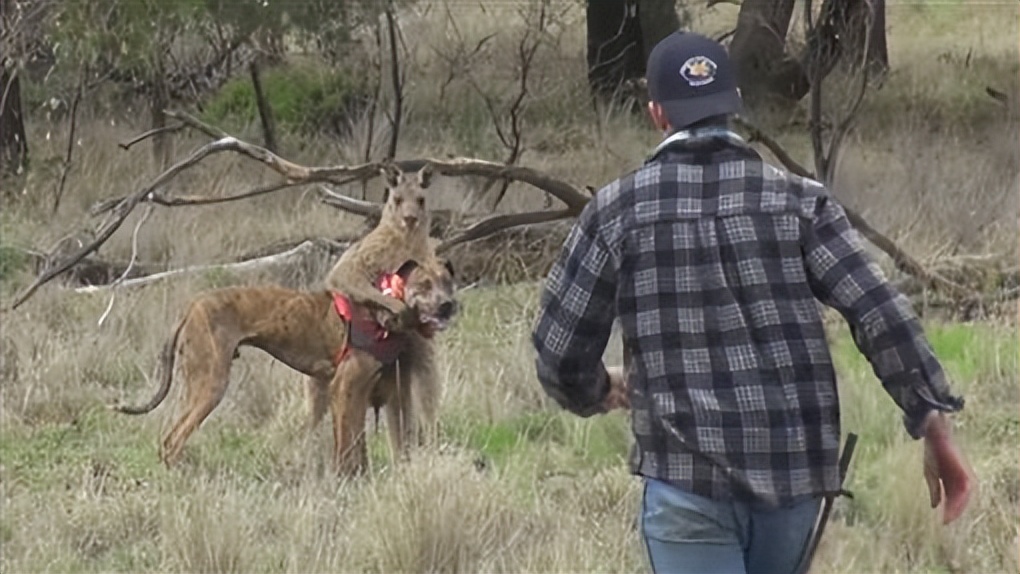 袋鼠为什么这么暴躁,袋鼠怎么样才会打人