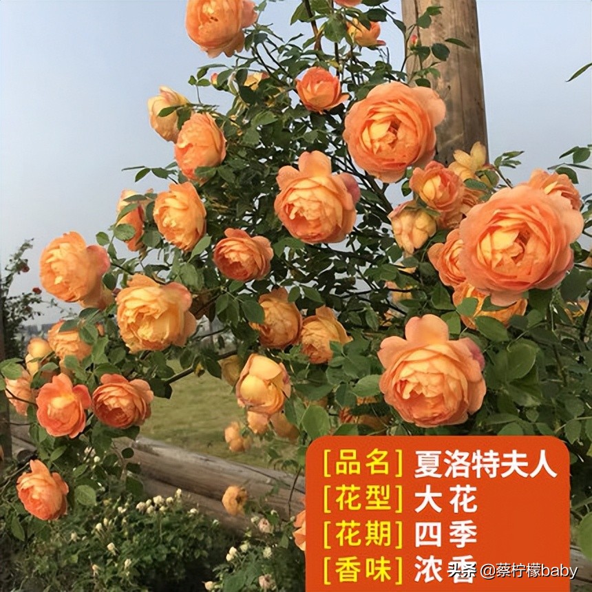 路边的蔷薇花是什么品种,哪个品种蔷薇花最好看最香