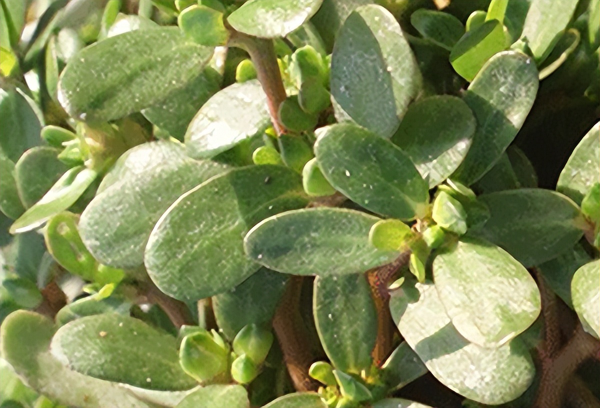 尖锐性湿疣最佳治疗中药,尖锐性湿疣最好的治疗方法中药