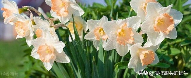 十二花神图谱完整版,工笔画十二花神欣赏