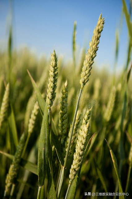 农业发展重点突破,农业创新发展模式