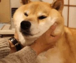 几月出生的柴犬体味小掉毛少,为什么柴犬容易弃养