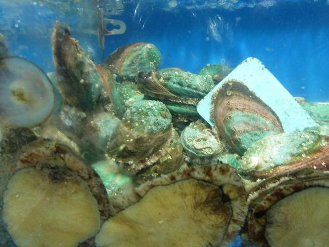 鲍鱼中常见的寄生虫,鲍鱼饲料有毒吗