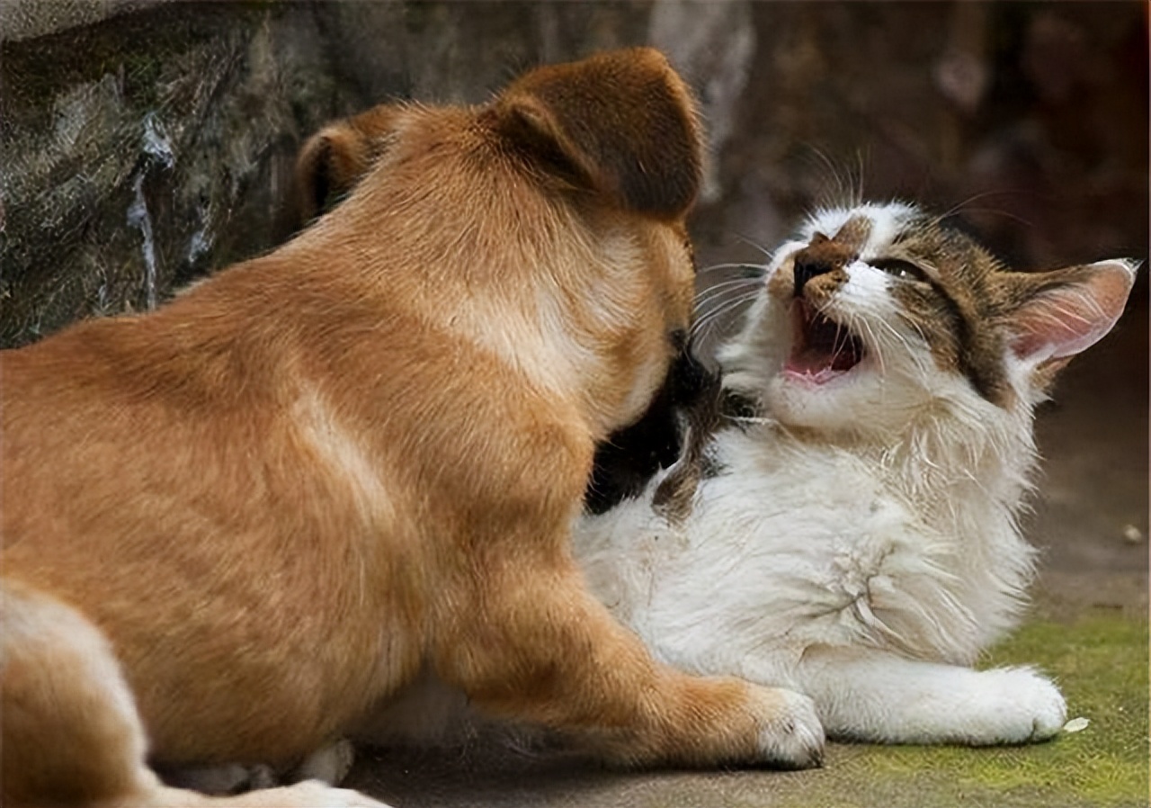 这5种东西会让猫咪害怕到发抖,猫咪最害怕的十种东西是什么