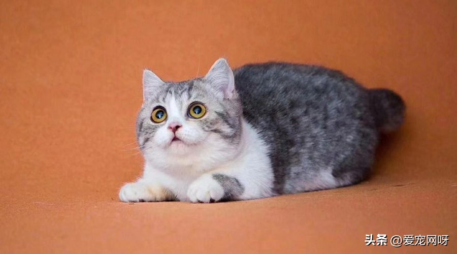 玳瑁猫咪是什么品种,猫咪品种大全及图片