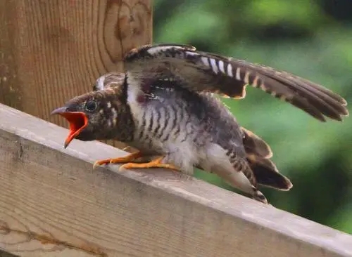 杜鹃鸟鸠占鹊巢是真实的吗,杜鹃鸟鸠占鹊巢同归于尽