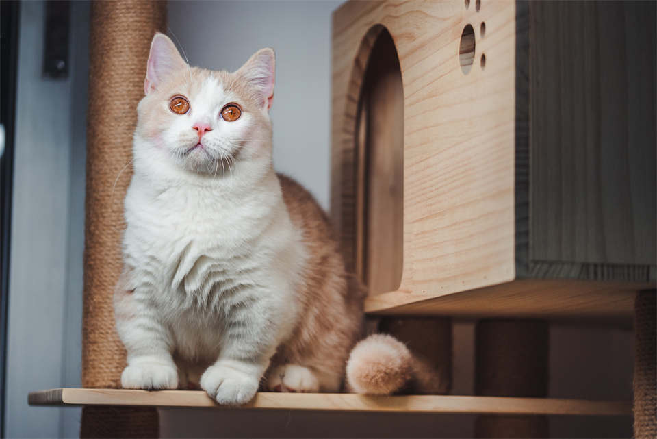 在职场被领导欺负了怎么办,在职场中被领导欺负怎么反击