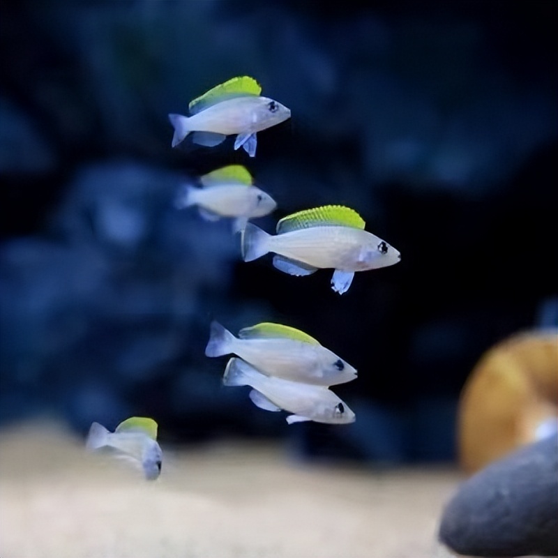 比较容易养的三湖鲷鱼,推荐几款适合新手饲养的观赏鱼