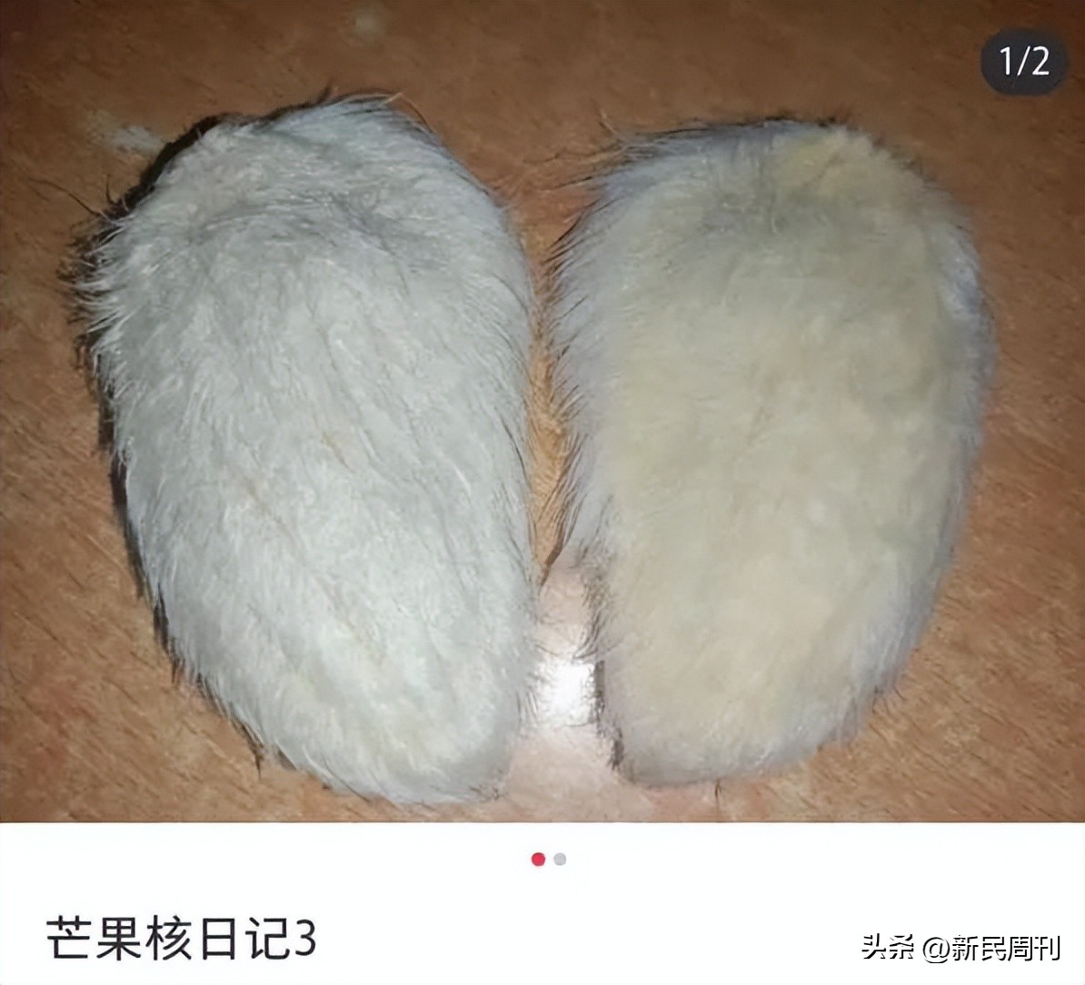 芒果核为啥要梳毛,给芒果核梳毛染发