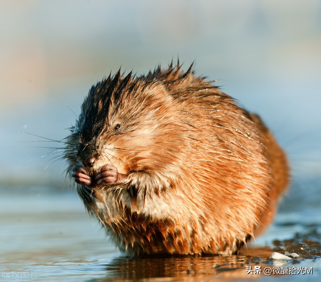 猫屎咖啡和春光山地咖啡比较,一包原装进口猫屎咖啡多少钱