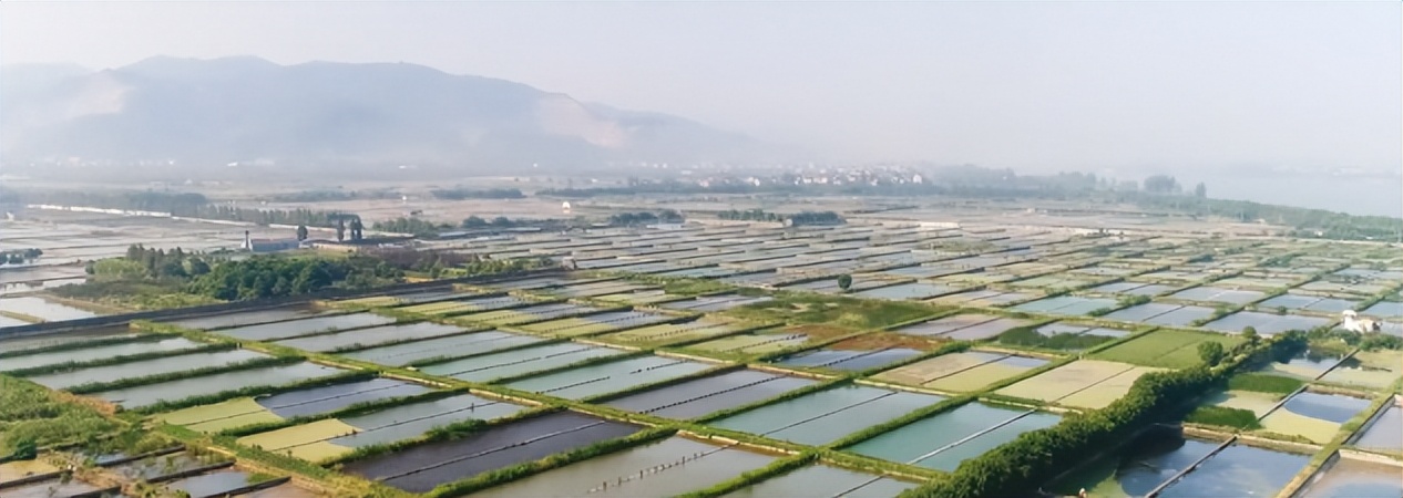 甲鱼养殖外塘应该选哪种,甲鱼的养殖技术及创新点