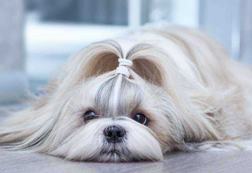 上班族适合养的狗,什么狗最合适小学生新手养也便宜