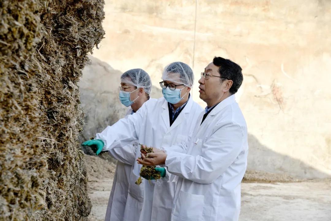 喂牛的最佳饲料绝密配方,牛的草料和饲料怎么喂牛