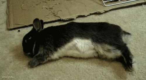 兔子跳肘倒立,为什么有些兔子可以倒立行走