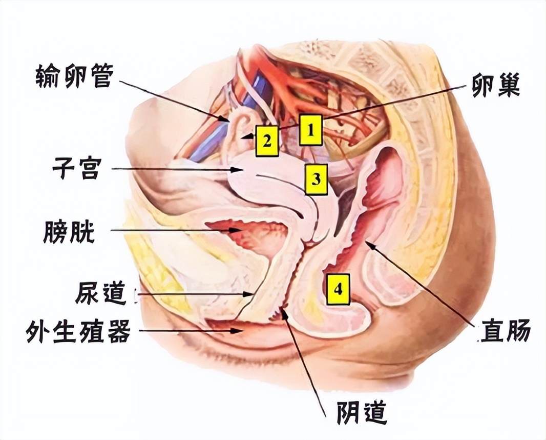 透明质酸凝胶能擦外阴瘙痒吗,外阴瘙痒有异味可以用什么药擦