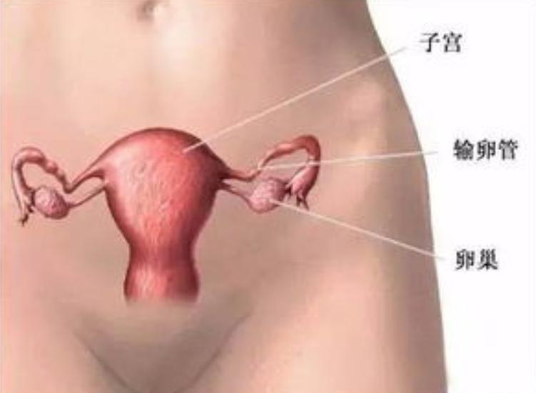 没有子宫的女人，和正常女性有什么不同？2个变化，可能无法改变