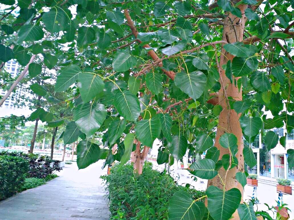 菩提树风景视频,菩提树唯美视频