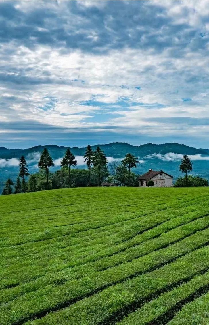 宜昌长阳绿茶,宜昌绿茶品牌五峰毛尖