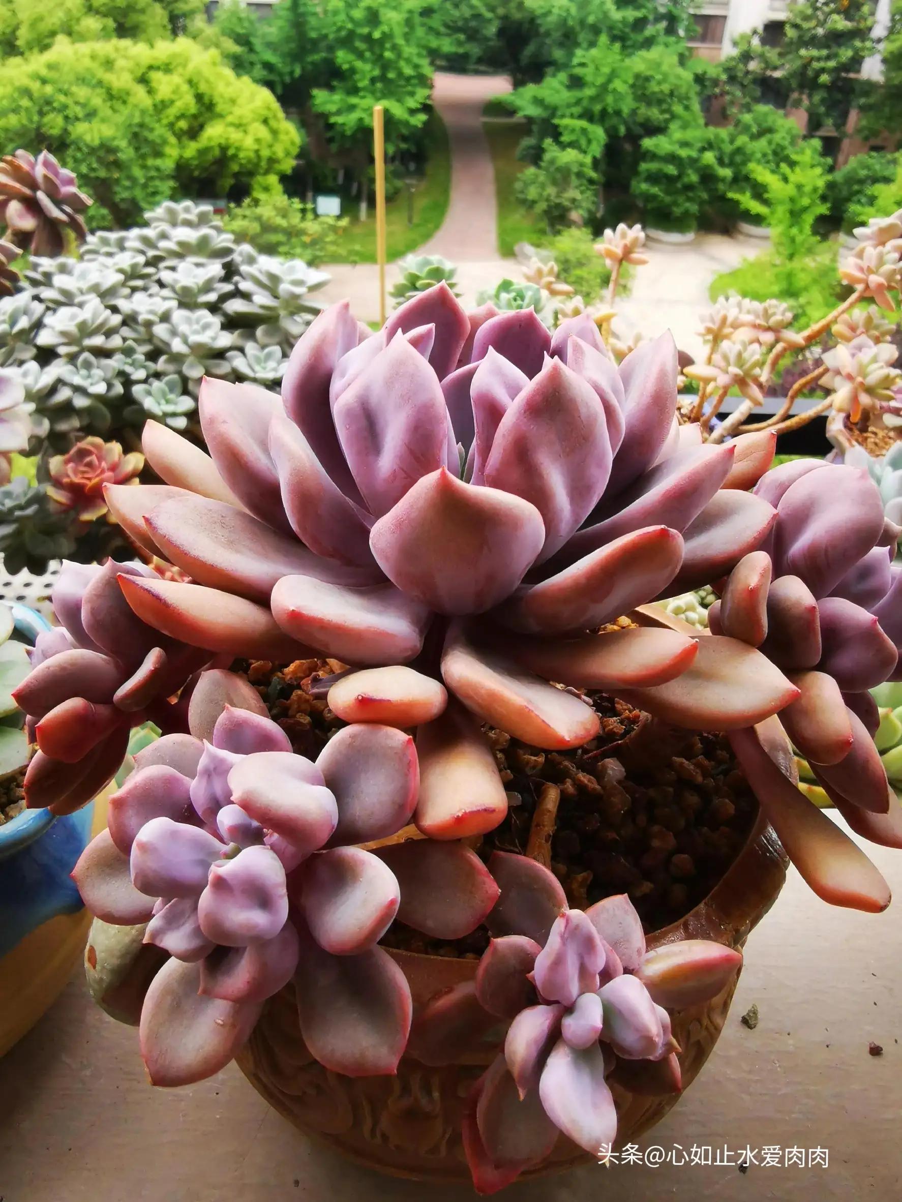 紫色是高级的浪漫,紫色是浪漫的最高级色调