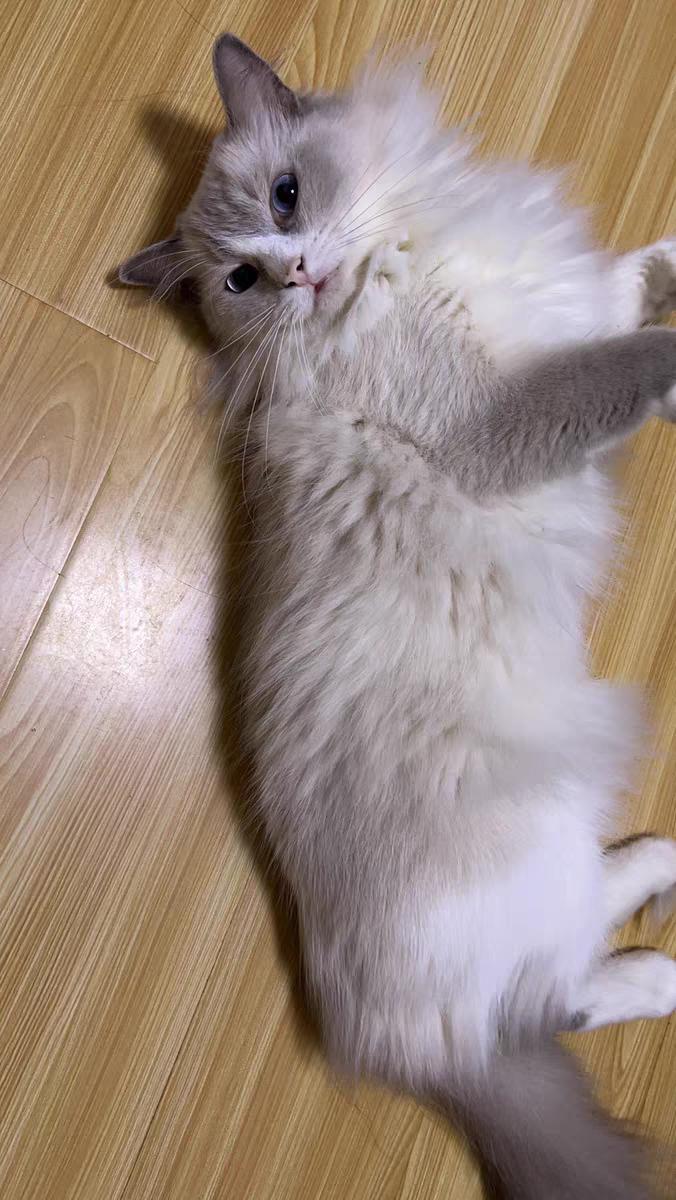 顶级品牌最佳体重管理猫粮,猫控制猫粮