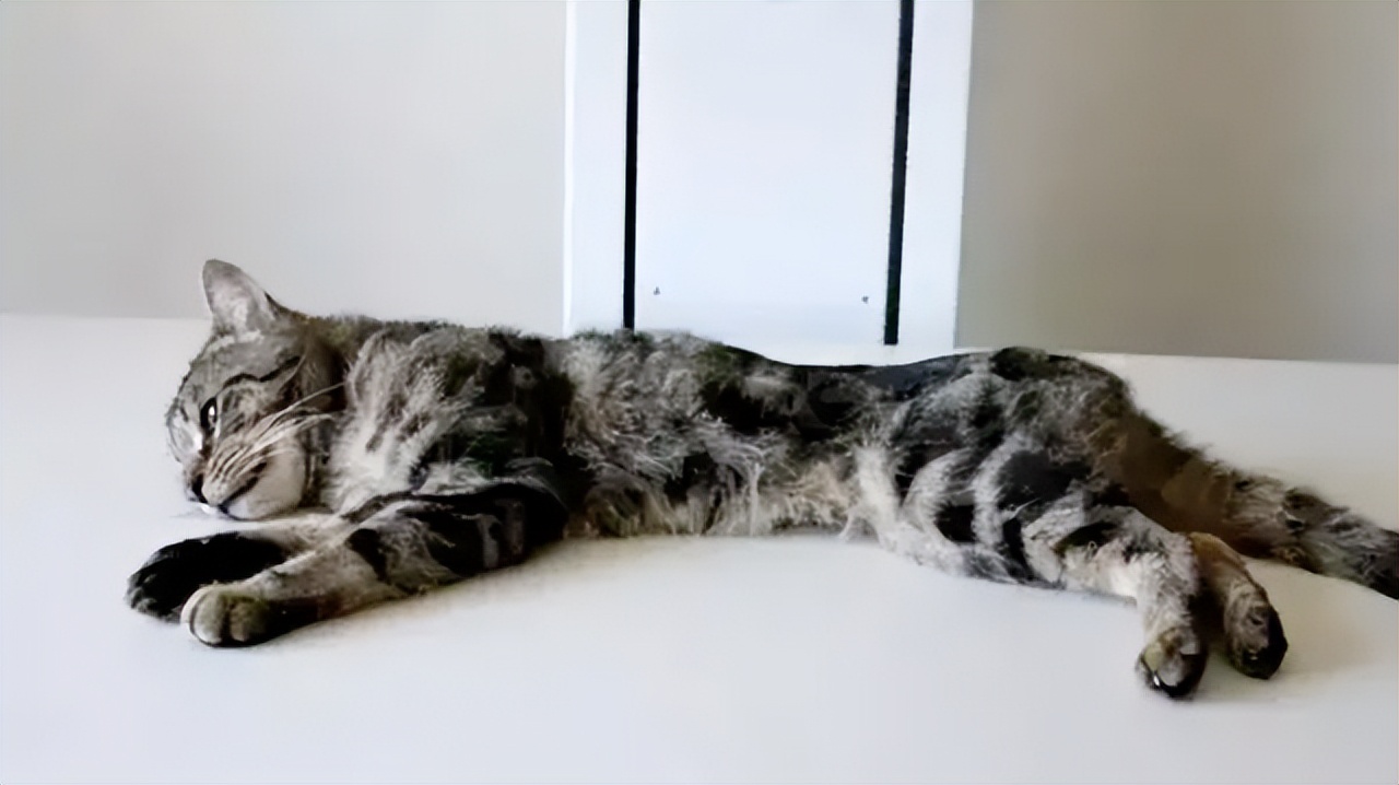 把猫咪关笼子里2个月,把猫咪关外面一晚上冻死了