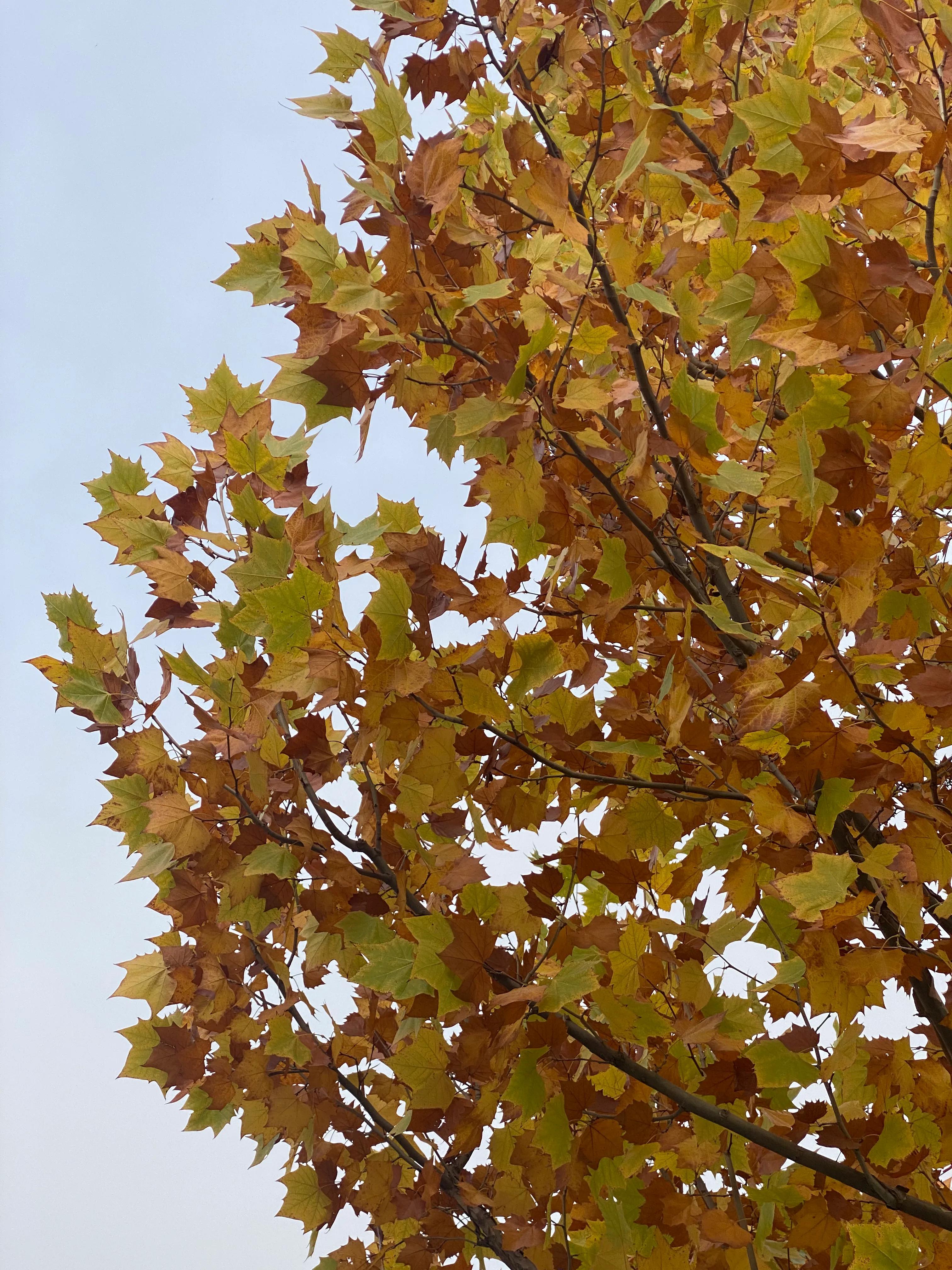 天津的河北区的夜景,天津秋天美景