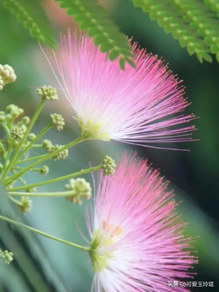 鐒﹁檻娌绘剤瑙嗛,鐒﹁檻鑳借嚜鎰堝悧