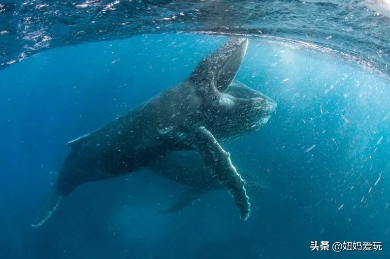 这几部口碑爆棚的宝藏纪录片,国庆孩子必看的8部神级纪录片