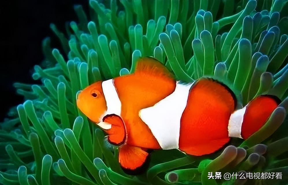 观赏鱼冬天怎么养能活,冬天鱼在鱼缸怎么办