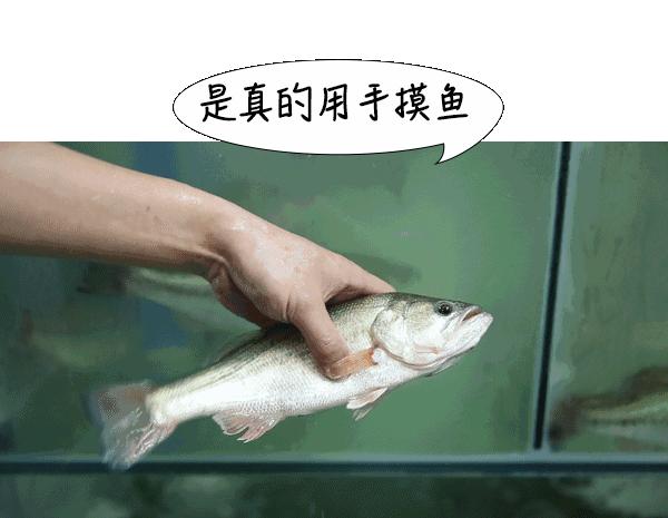 一条鱼引发的惨剧,一条鱼引发的悲剧8死13伤