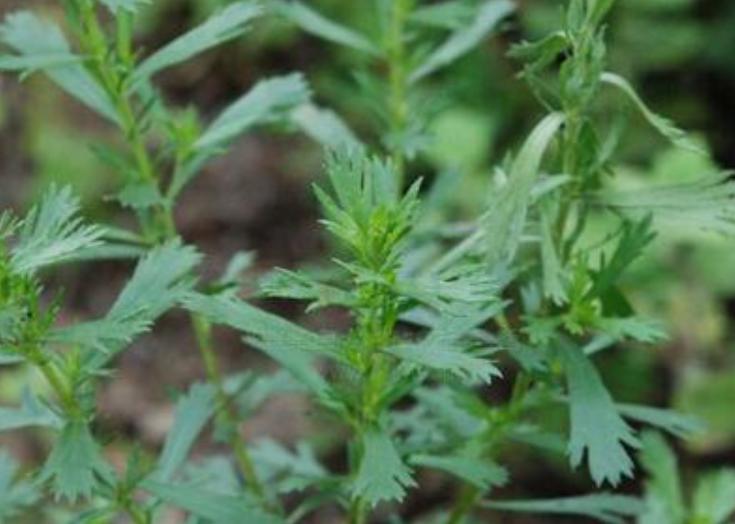 驱蛔虫的宝塔糖为啥现在买不到,宝塔糖蛔虫为什么消失了