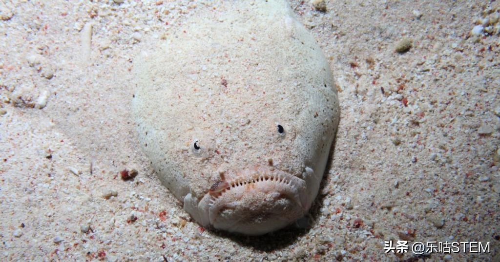 十种世界上最丑的鱼,世界上最丑的鱼和最好看的鱼