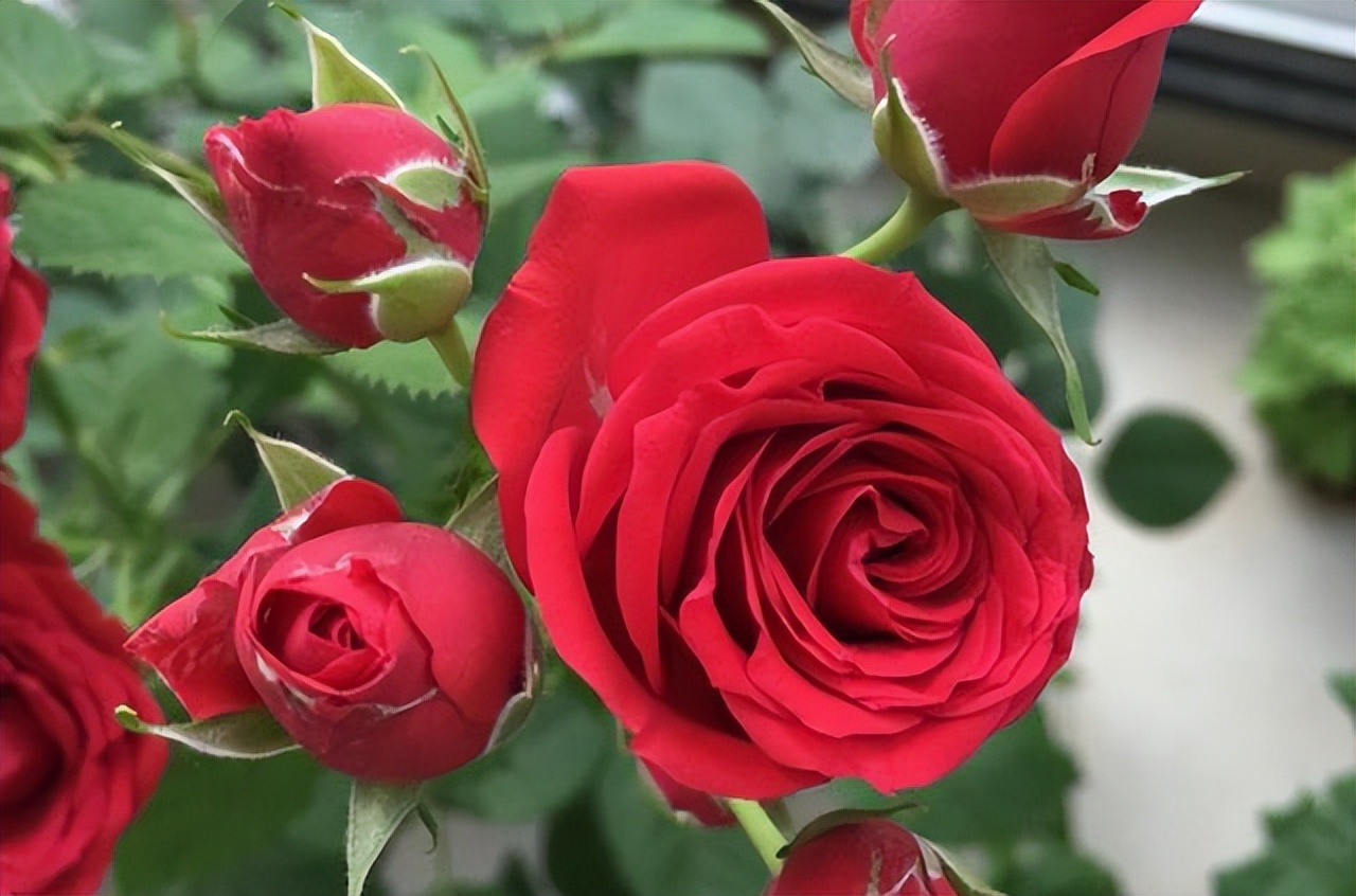 最值得养的大花微月,微月最耐寒好养的品种有哪些