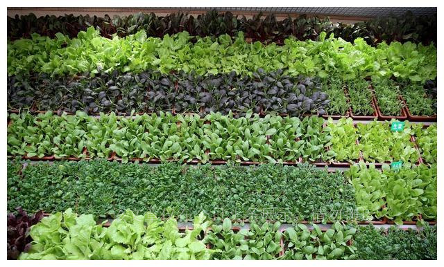 家庭主妇变“种菜达人”一天卖出400盆，把蔬菜当花养，前景诱人