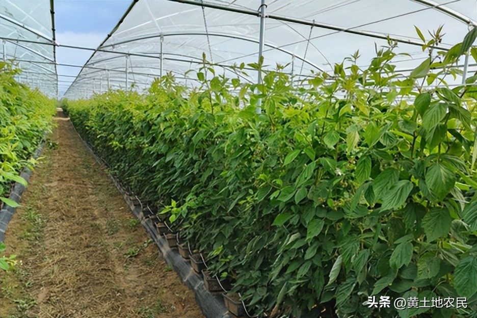 我们努力让树莓变成一种更多人可负担得起的水果