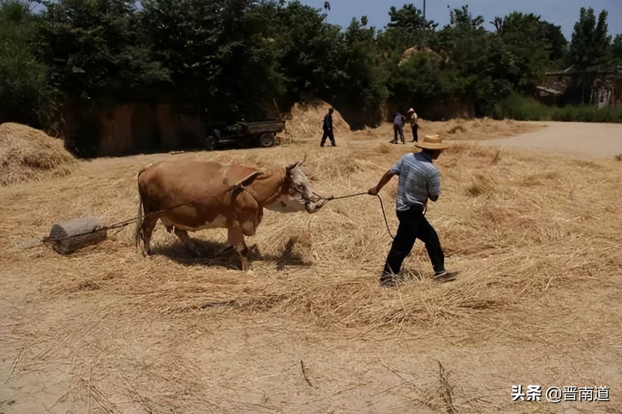 记忆那年秋创作的原声完整版,那年麦收歌曲视频