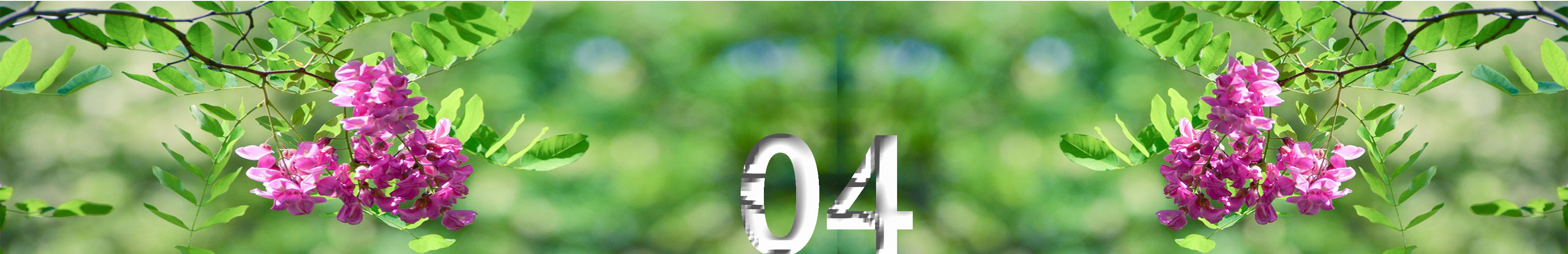 写槐花美的诗句,描写槐花清新淡雅香气四溢的诗句