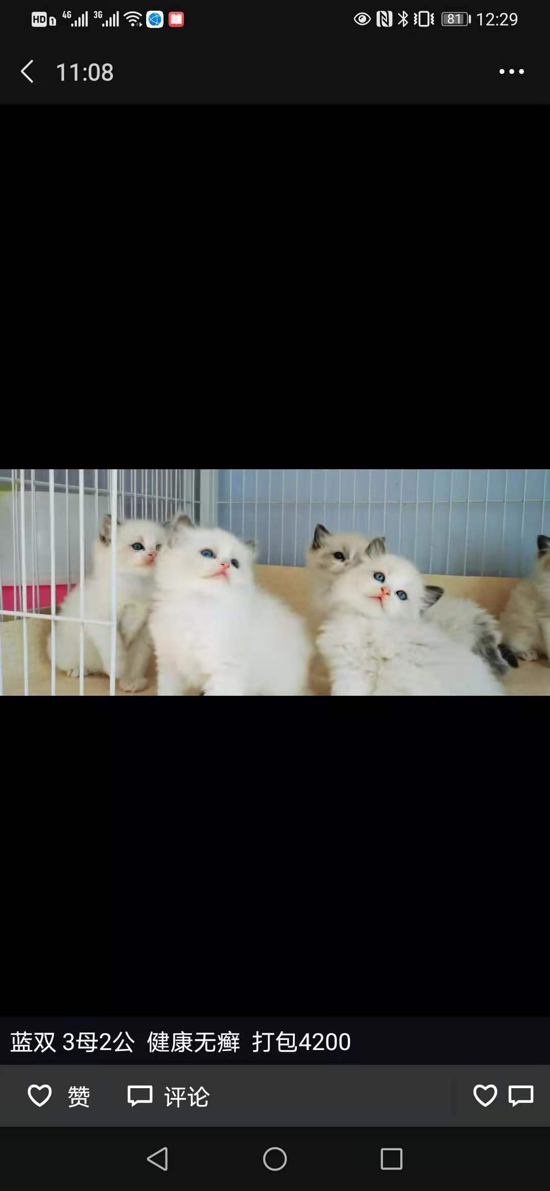 布偶猫什么是蓝双什么是海双,布偶猫种类英文