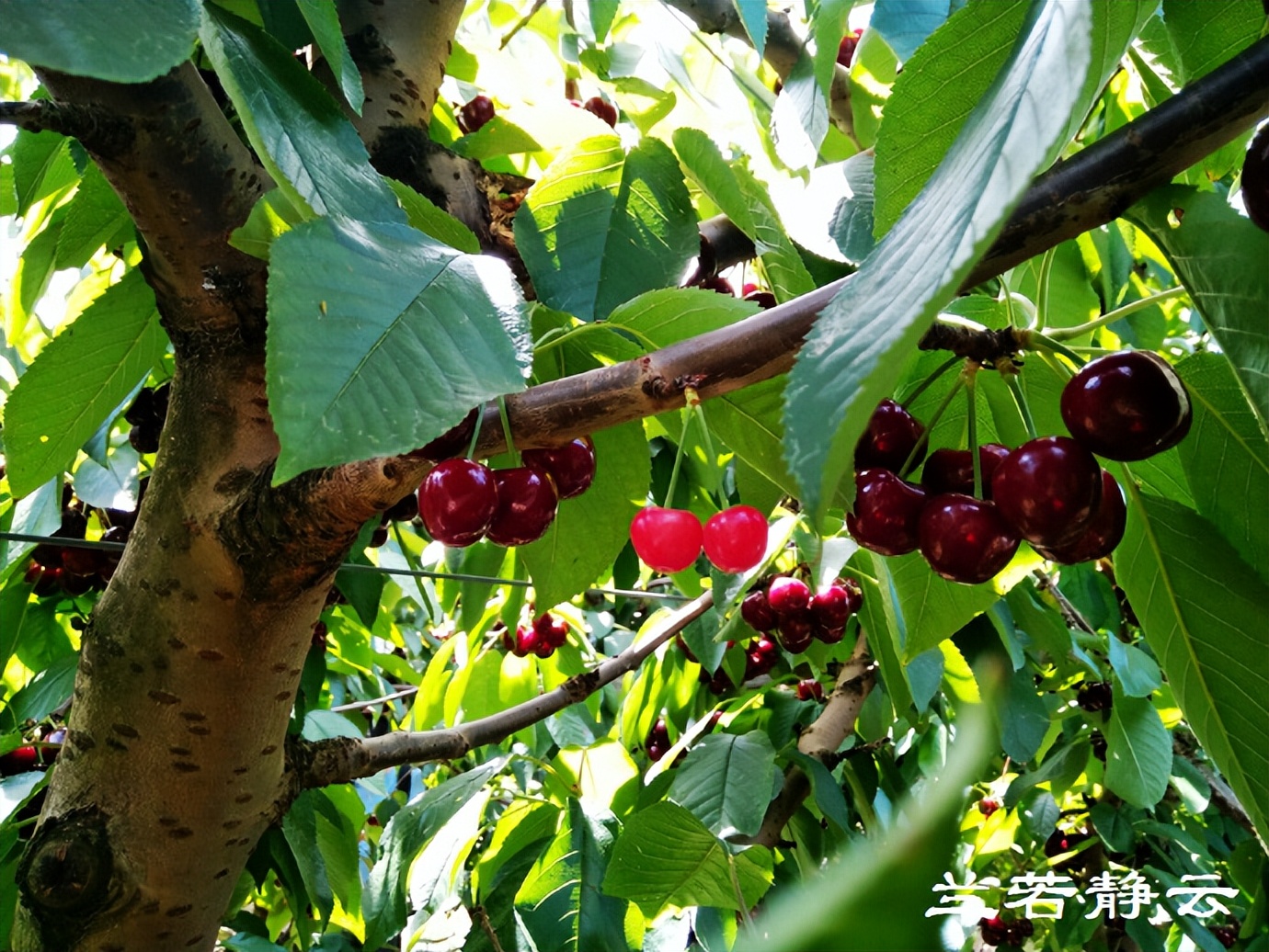 澳洲·墨尔本：到酒庄免费品酒，付5澳元到樱桃园吃到撑