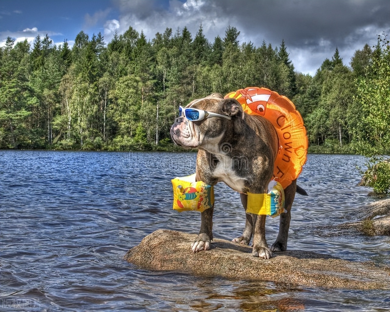 世界上五只最有钱的狗狗，生活奢华无比，享受着最好的待遇