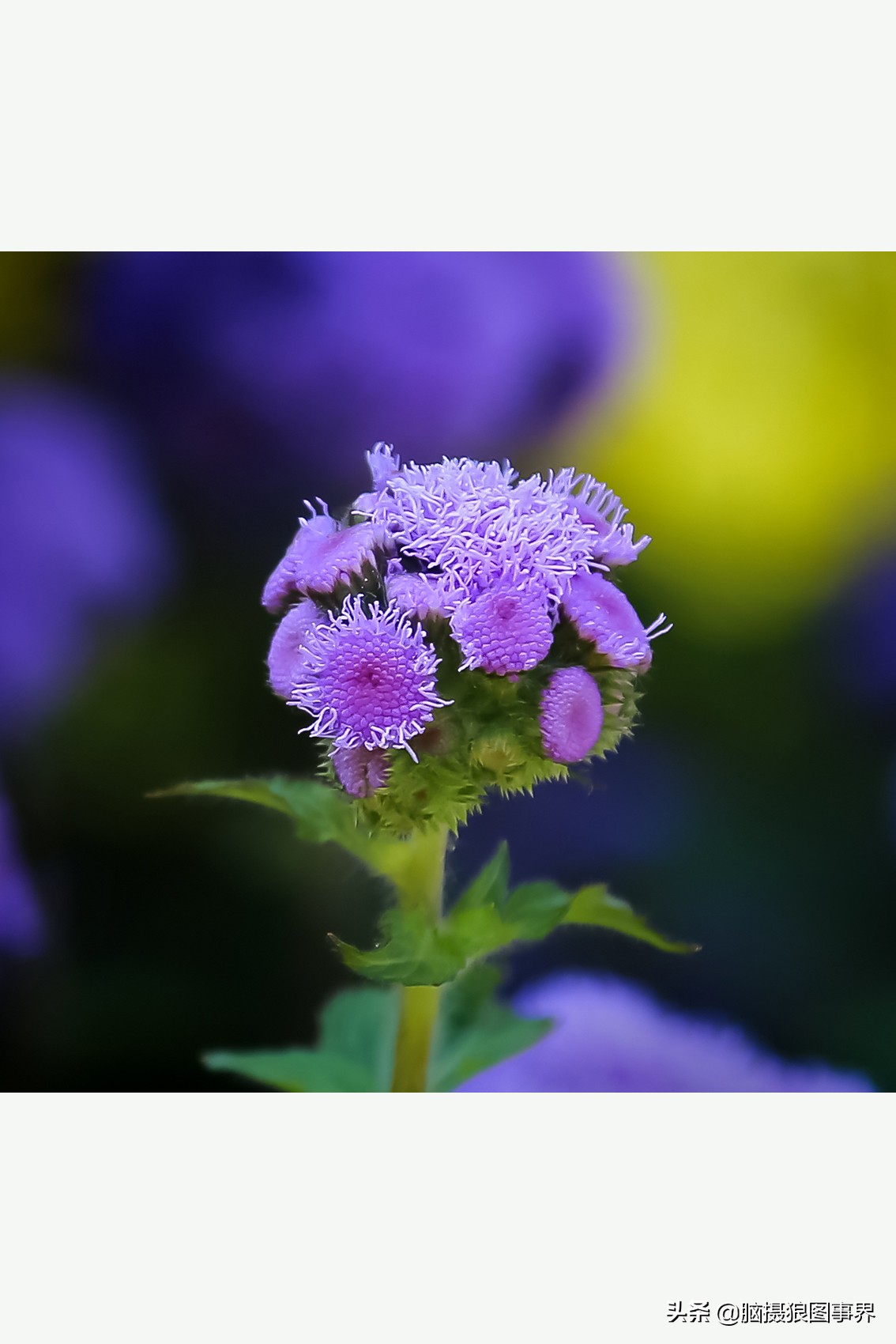 掌握的20个摄影构图法,拍摄照片常用的四种构图是哪几个