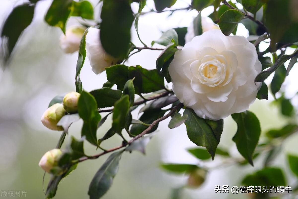 十二花神图谱完整版,工笔画十二花神欣赏