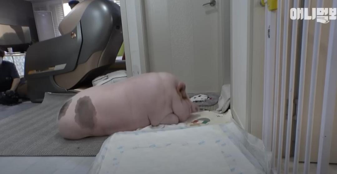 韩国女孩养迷你猪秒变大胖猪,如今带它们刻苦运动节食减肥