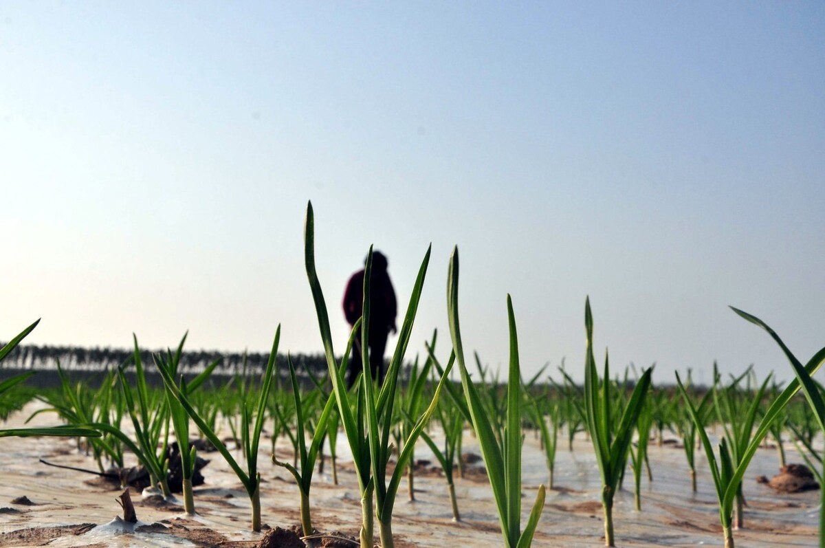 大蒜苗弱怎么壮苗,大蒜生根壮苗防冻套餐