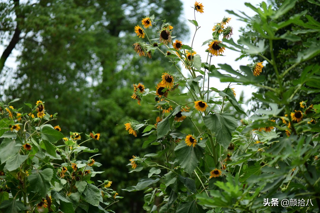 看到你的花园那么惨，我就安心了|园丁