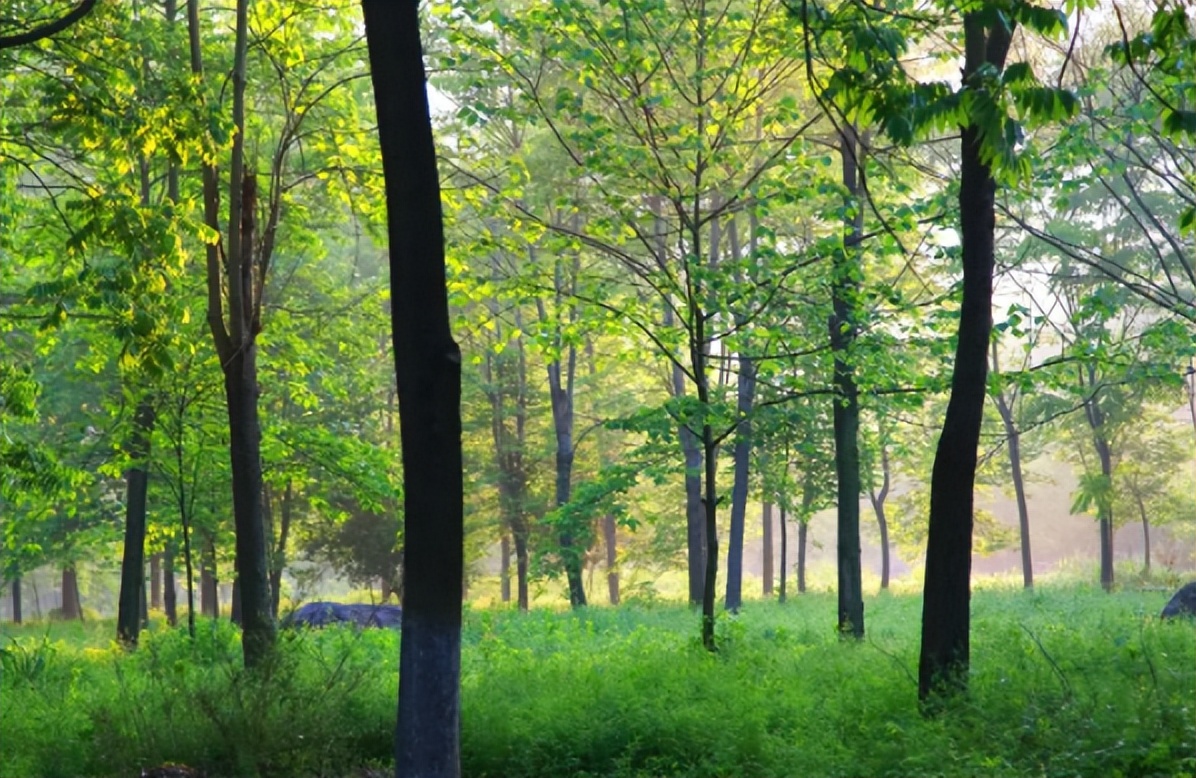 浙江农林大学林学就业率怎样,浙江农林大学录取分数线就业率