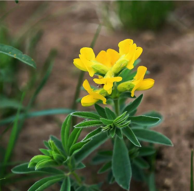 蛇最怕的是雄黄还是牛黄,蛇怕雄黄什么原因